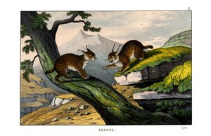 山猫 作者 英语学校