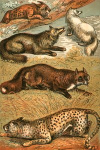Lynx，Cross Fox，Arctic Fox，Common Fox和Cheetah 作者 英语学校