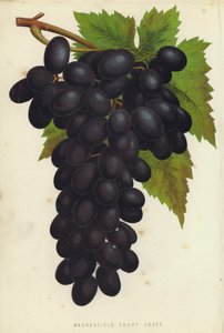 Madresfield Court Grape 作者 英语学校