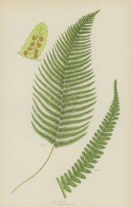 雄性蕨类植物（彩色印刷品） 作者 英语学校
