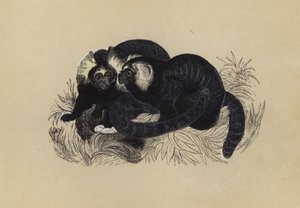 Marmozet（彩色石版画） 作者 英语学校