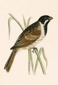 Marsh Bunting，来自“不列颠群岛未观察到的欧洲鸟类历史”的插图作者Charles Robert Bree（1811-86），1867年出版 作者 英语学校