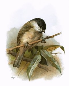 沼泽山雀
