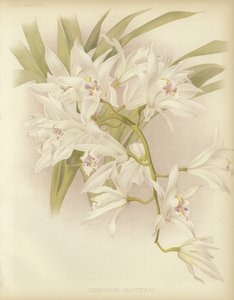 大花蕙兰 作者 英语学校