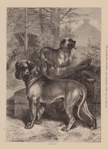 獒犬（雕刻） 作者 英语学校