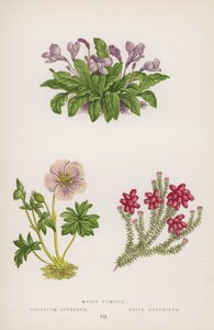 马祖矮人； 天竺葵； Erica mackaiana（彩色石版画） 作者 英语学校