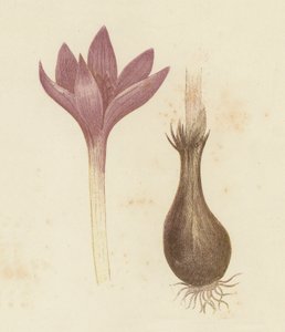 草甸藏红花，秋海棠（彩色平印）。 作者 英语学校