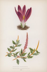 Merendera Bulbocodium；Polygonum Vaccinifolium（彩色石版画） 作者 英语学校