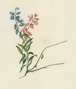 Milkwort, Polygala Vulgaris（彩色石版画） 作者 英语学校