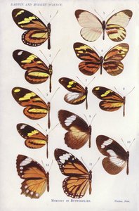 蝴蝶的模仿行为（彩色印刷品 作者 英语学校