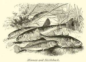 Min鱼和Stickleback 作者 英语学校