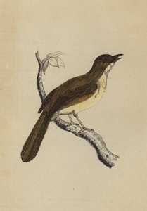 Mocking Bird (colour litho) 作者 英语学校