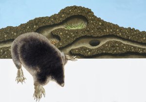 鼹鼠和鼹鼠山 作者 英语学校