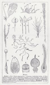 苔藓（石版画） 作者 英语学校