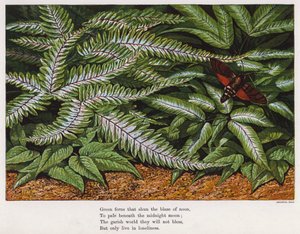 飞蛾和蕨类植物（彩色雕刻品 作者 英语学校