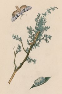 蛾，毛虫和蛹 作者 英语学校