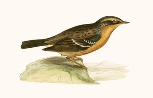 Mountain Accentor，来自&39;不列颠群岛未观察到的欧洲鸟类历史&39;的插图作者：Charles Robert Bree（1811-86），1867年出版 作者 英语学校