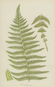 山蕨蕨（彩色印刷） 作者 英语学校