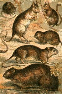 鼠标，Jerboa，大鼠，麝鼠，睡鼠和田鼠 作者 英语学校