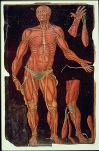 亨特女士364表七解剖学，来自解剖表，约翰·班尼斯特（1540-1610）（棕色纸上的油） 作者 英语学校