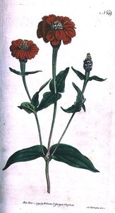 多花紫薇（Zinnia multiflora），板块149来自威廉-柯蒂斯的《植物学杂志》（或《花圃展示》），由F. Sansom雕刻，出版。1792年（雕刻）。 作者 英语学校