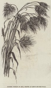 耳朵里的木乃伊小麦，在Stow-on-the-Wold种植 作者 英语学校
