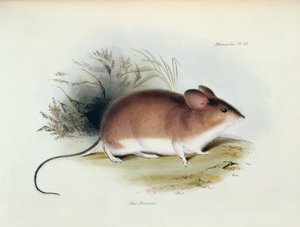 Mus Darwinii，1832年至1936年HMS Beagle航行动物学的插图，查尔斯达尔文（1809-92），1840年 作者 英语学校