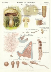 蘑菇和红海藻 作者 英语学校