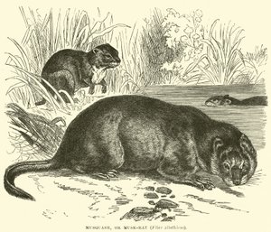 Musquash，或Musk-rat，Fiber zibethicus 作者 英语学校
