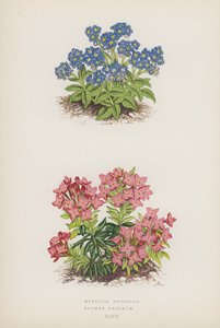 Myosotis Rupicola; Daphne Cneorum（彩色石版画） 作者 英语学校