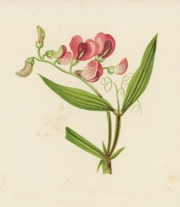 窄叶永生豌豆，山黧豆（彩色平版） 作者 英语学校