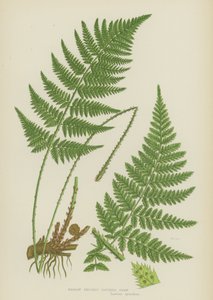 窄刺齿蕨类（彩色石版画） 作者 英语学校