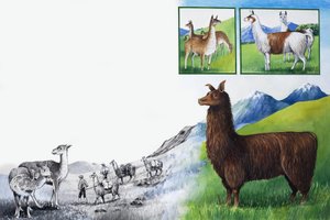 自然王国：看 - 没有驼峰！ 作者 英语学校
