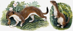 自然王国：我们岛上的猎人 作者 英语学校