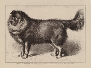 "尼禄"，一只尼泊尔犬，第 63 部队莱恩上尉的财产，也是英国唯一的犬种标本（雕刻） 作者 英语学校