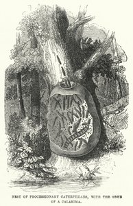 一窝游行的毛毛虫，和一只Calasoma的蛴螬（雕版画 作者 英语学校