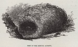 Nest of the Menura Alberti (engraving) 作者 英语学校