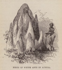 非洲的白蚁巢穴（雕刻） 作者 英语学校