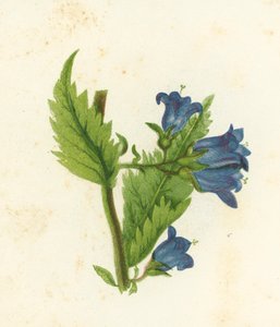 荨麻叶钟花，风铃草Trachelium 作者 英语学校
