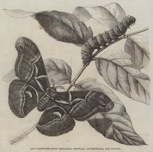 新蚕蛾（Saturnia Cynthia）、毛毛虫和茧（雕刻） 作者 英语学校