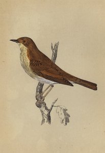 夜莺（彩色石版画） 作者 英语学校