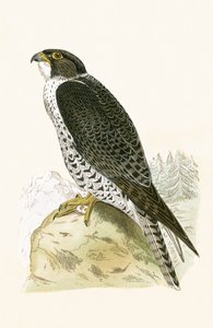 挪威的Jer-Falcon，由查尔斯·罗伯特·布里（1811-86）于1867年出版的“不列颠群岛未观察到的欧洲鸟类历史”中的插图