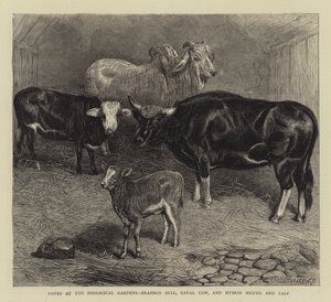 Notes at the Zoological Gardens, Brahmin Bull, Gayal Cow, and Hybrid Heifer and Calf (engraving) 作者 英语学校