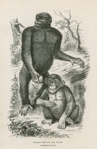 Nshiego Mbouve和Young，Troglodytes Calvu 作者 英语学校