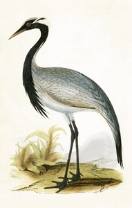 努米底亚鹤，查尔斯·罗伯特·布里（1811-86）于1867年出版的“不列颠群岛未观察到的欧洲鸟类历史”中的插图
