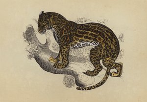 猫鼬 (彩色印刷) 作者 英语学校