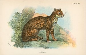 山猫 作者 英语学校