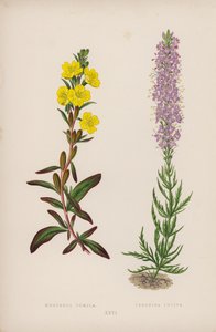 Oenothera Pumila；Veronica Incisa（彩色石版画） 作者 英语学校