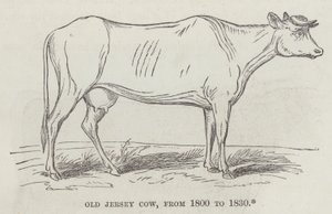 Old Jersey cow, from 1800 to 1830 (engraving) 作者 英语学校