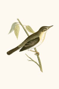 Olivaceous Warbler，查尔斯·罗伯特·布里（1811-86）于1867年出版的“不列颠群岛未观察到的欧洲鸟类历史”中的插图 作者 英语学校